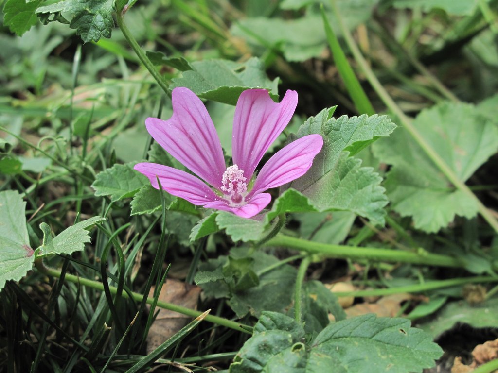 Malva sylvestris